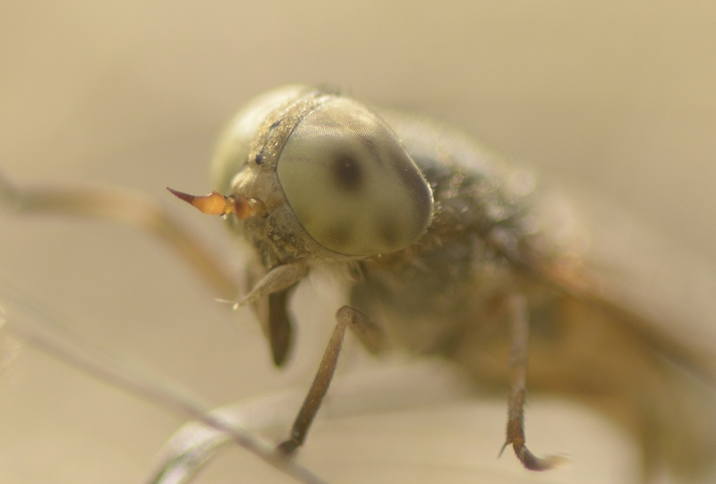 The Saltmarsh Horsefly