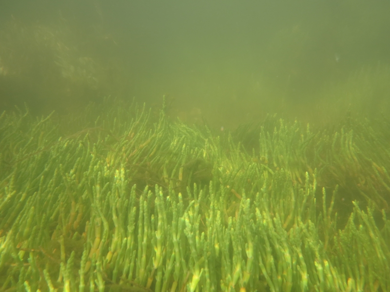 Perennial Glasswort Sarcacornia perennis underwater