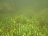 Perennial Glasswort Sarcacornia perennis underwater