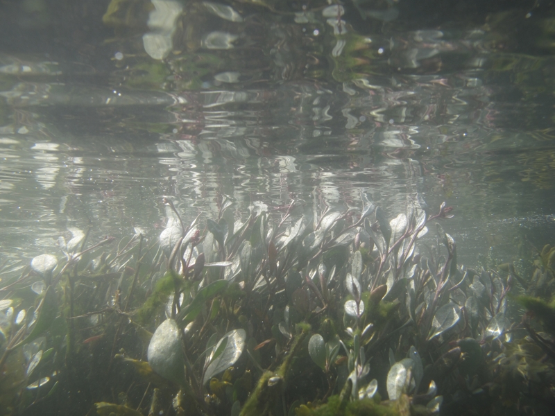 Sea Purslane Underwater
