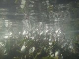 Sea Purslane Underwater