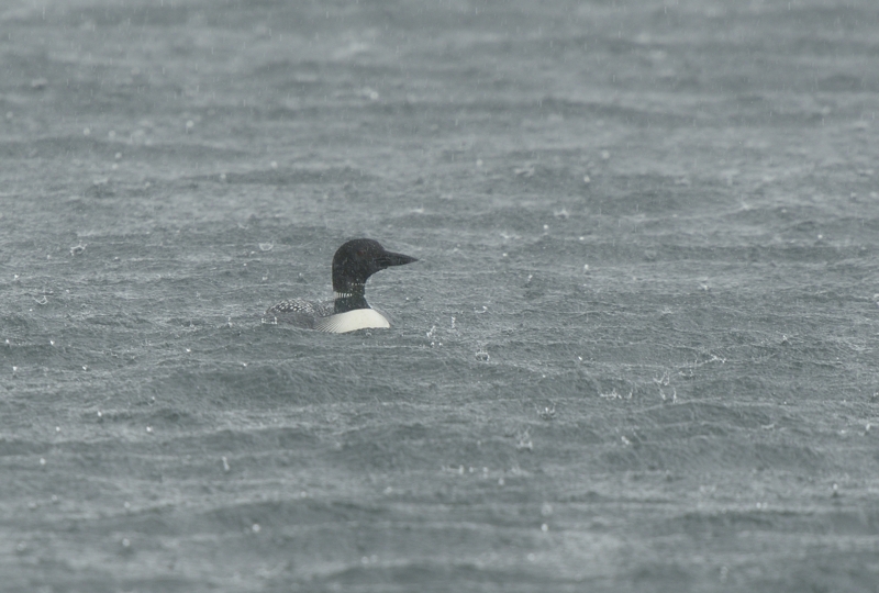 Great Northern Diver in a heavy downpoor Scotland