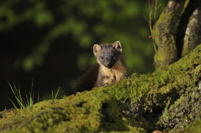 Pine Marten