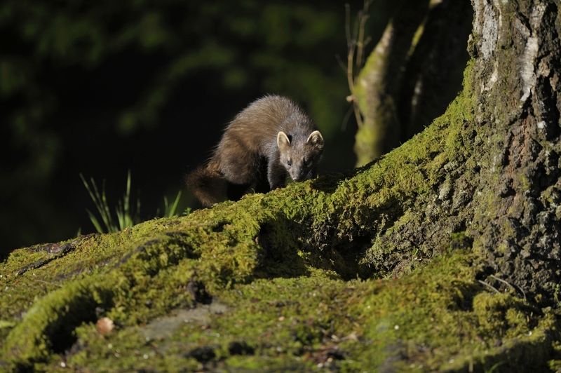 Pine Marten