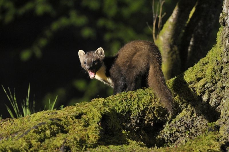 Pine Marten