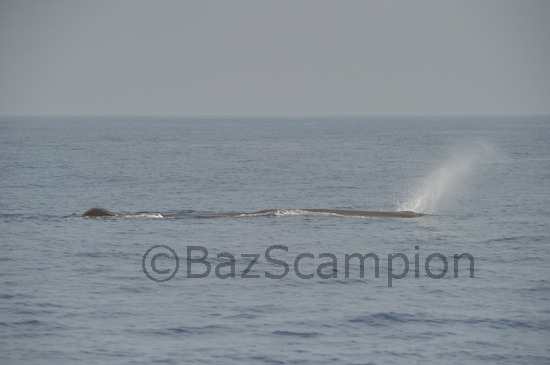 Sperm Whale (Logging)