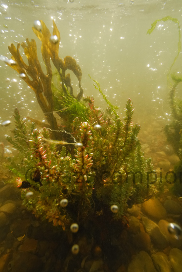 Shrubby Seablight,Sueda underwater