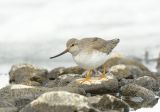 Terek Sandpiper