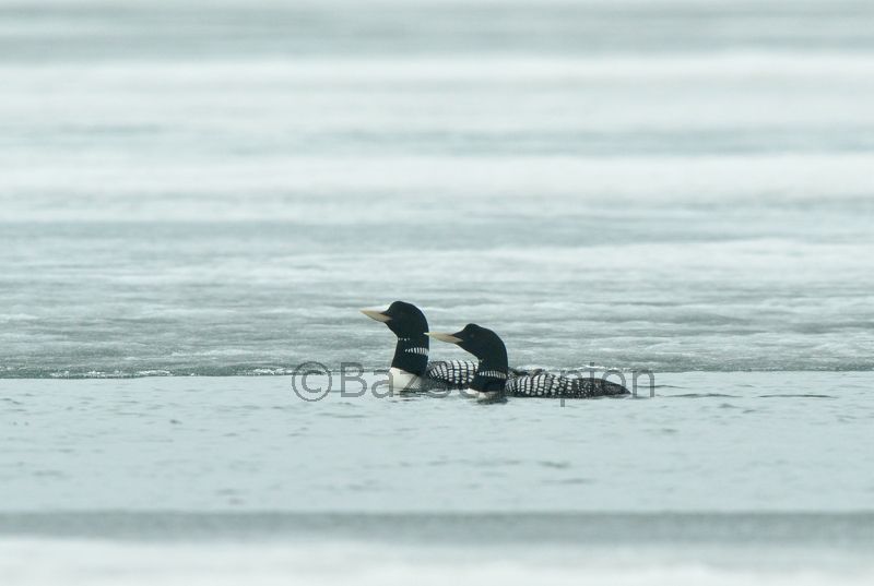 Pair of White-billed Divers