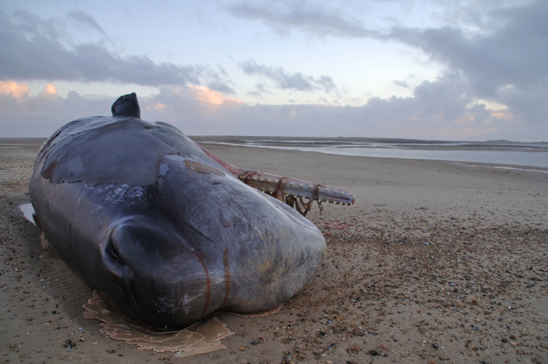 Dead Sperm Whale washed up on Scolt Head Island North Norfolk Feb 2006