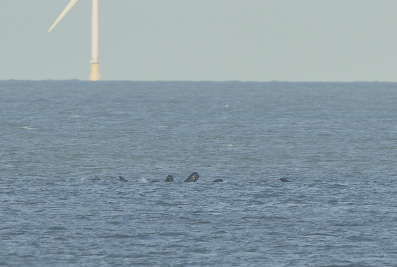 Pod of Long-finned Pilot Whales of Salthouse November 2014