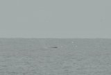 webwhale2