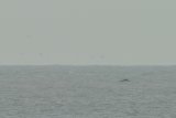 webwhale3