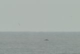 webwhale4