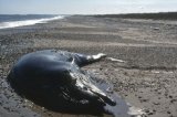 Dead Northern Botlenose Whale Scolt Head Island August 1988