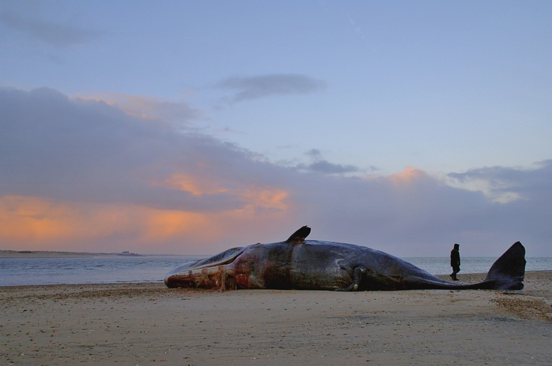 Male Sperm Whale Scolt Head Feb 2006