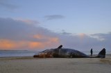 Male Sperm Whale Scolt Head Feb 2006