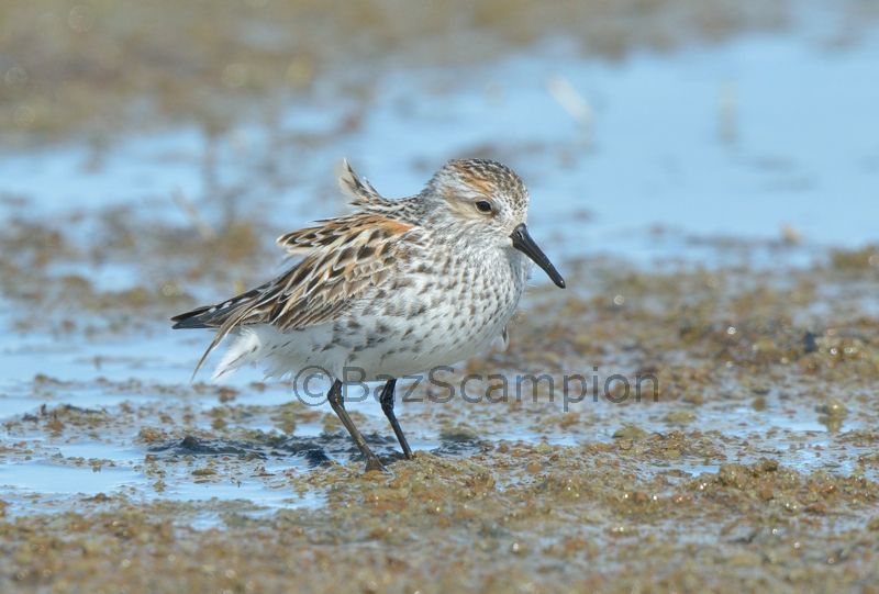 Western Sandpiper