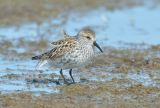 Western Sandpiper