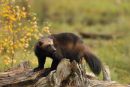 wolverine.Finland