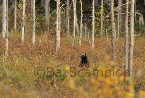 Wolverine amongst young Birches