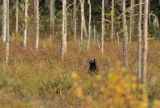Wolverine amongst young Birches