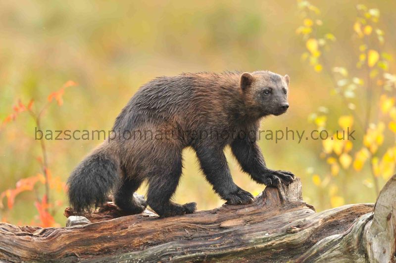 Wolverine in Taiga Forest,Finland.