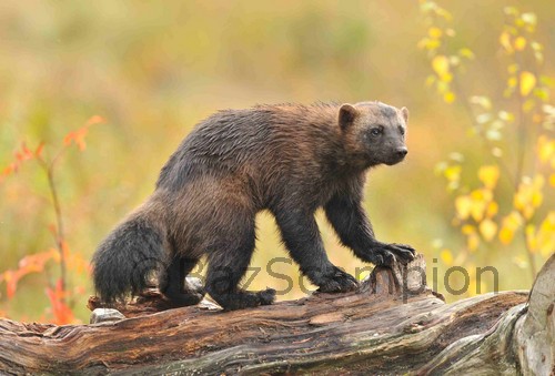 Wolverine in Finnish Taiga