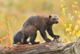 Wolverine in Finnish Taiga