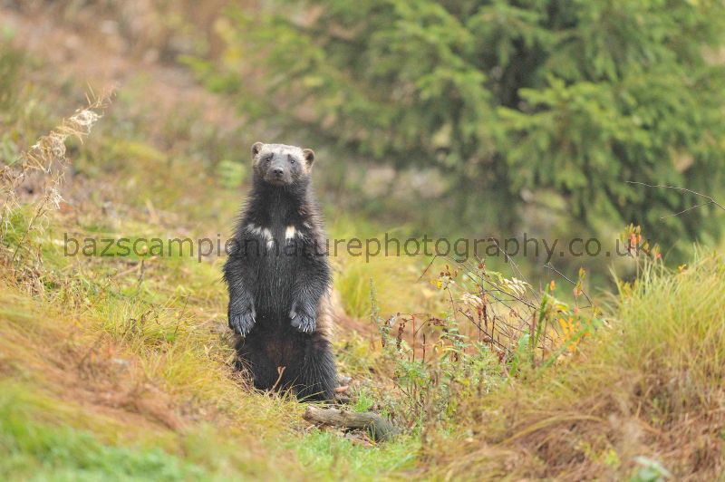 Wolverine on hind legs having a look about.