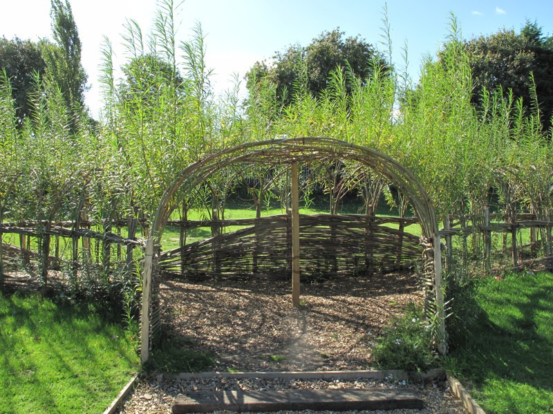Living willow tunnel made by Burnham willow