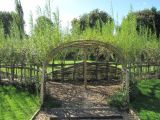 Living willow tunnel made by Burnham willow