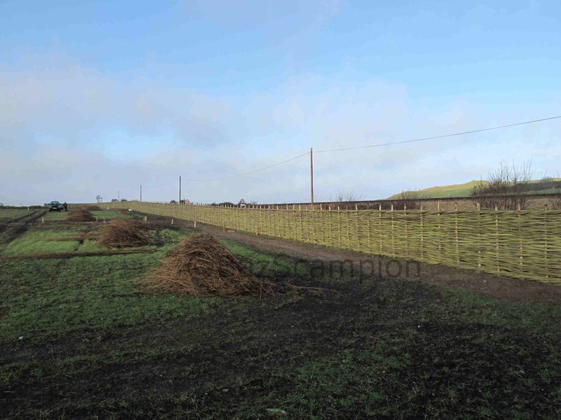 Burnham willow fencing