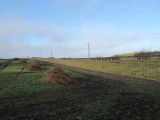 Burnham willow fencing