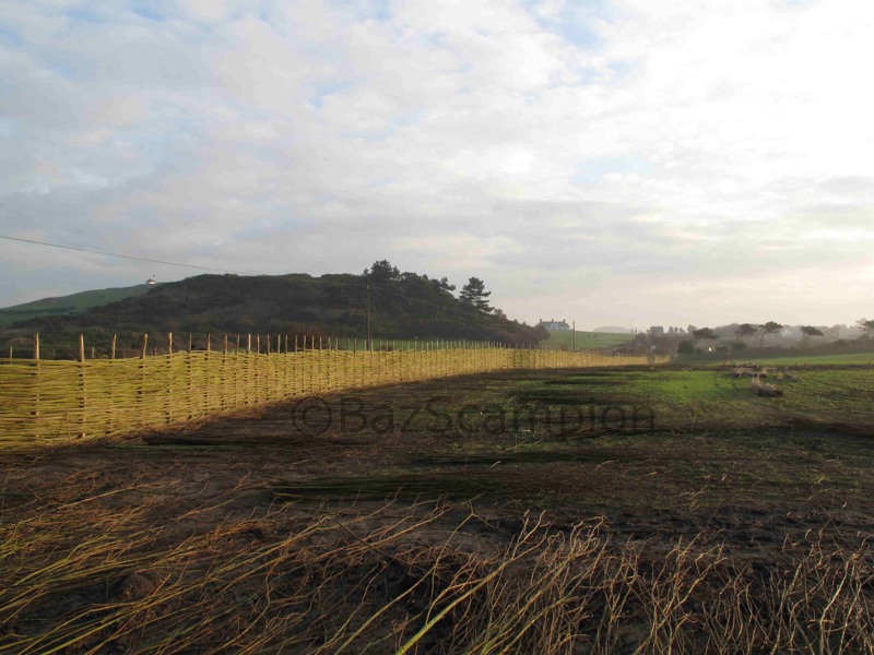 Woven willow fencing by Burnham willow