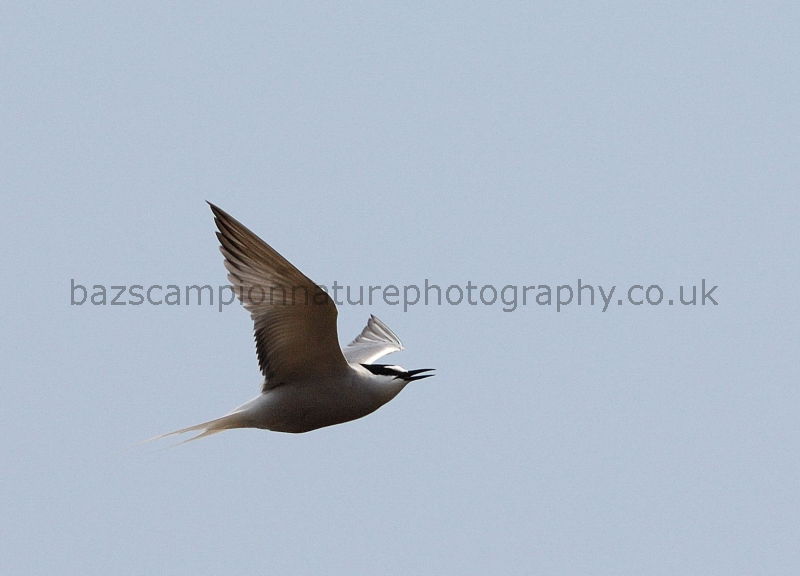 Summer plumage Aleutian Tern. Onychoprion aleuticus.