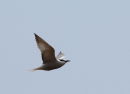 Summer plumage Aleutian Tern. Onychoprion aleuticus.