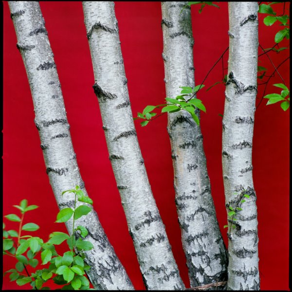 Absolutt landscape - Absolute Landscape