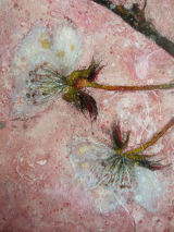 2012 St Columba's Hospice Art Friends Exhibition