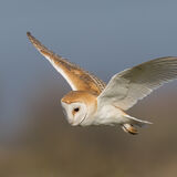 Barn Owl in flight
