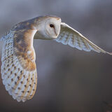 Barn Owl