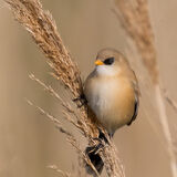 Bearded Tit female