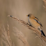 Bearded Tit on reed