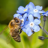 Bee on flower