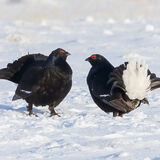 Black Grouse display