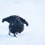 Black Grouse in snow