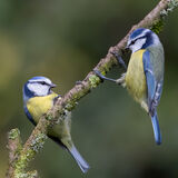Blue Tit pair