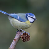 Blue Tit perched