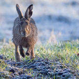 Brown Hare With Ground Frost