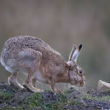 Brown Hare on ploughed field